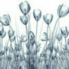 painting white back ground blue transperant tulipe